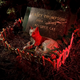 Illustration for article titled Spooky photographs of San Franciscos real-life Pet Cemetery